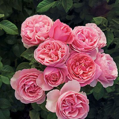 Bedard Rose “All Dressed Up” Grade 1, Bare Root, On Multiflora Rootstock