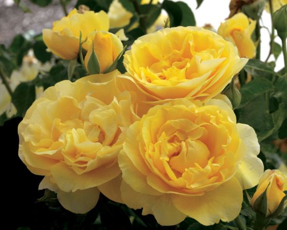 Bedard Rose “Happy Go Lucky” Grade 1, Bare Root, On Multiflora Rootstock