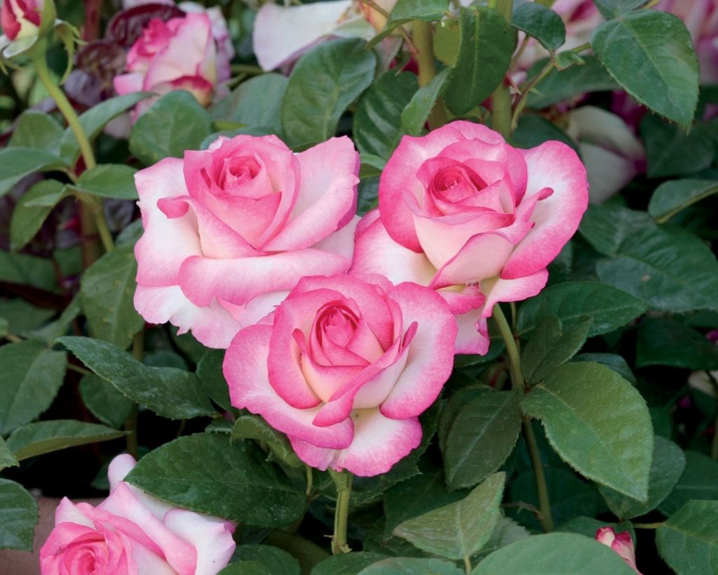Bedard Rose “Miss Congeniality” Grade 1, Bare Root, On Multiflora Rootstock.