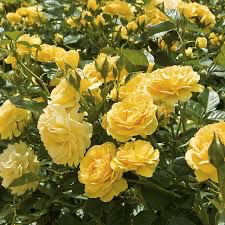 Carruth Rose “Julia Child” Grade 1, Bare Root, On Multiflora Rootstock