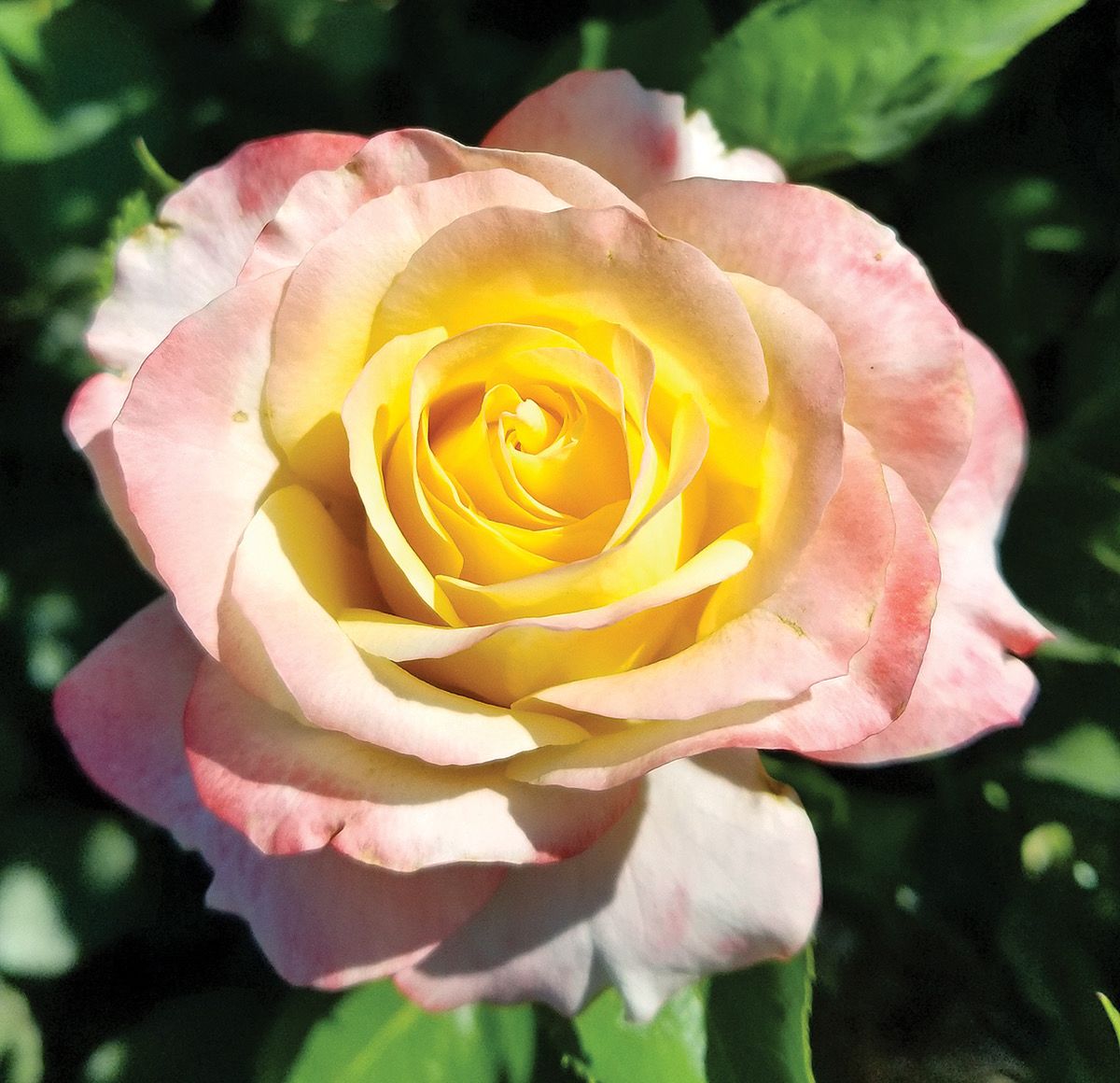 Bedard Rose “Make Me Blush” Grade 1, Bare Root, On Multiflora Rootstock