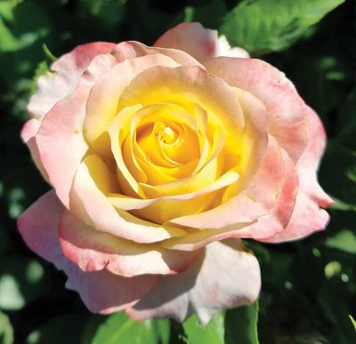 Bedard Rose “Make Me Blush” Grade 1, Bare Root, On Multiflora Rootstock Bedard Rose “Make Me Blush” Grade 1, Bare Root, On Multiflora Rootstock