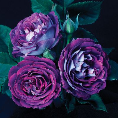 Bedard Rose “Cosmic Clouds Climber” Own Root!