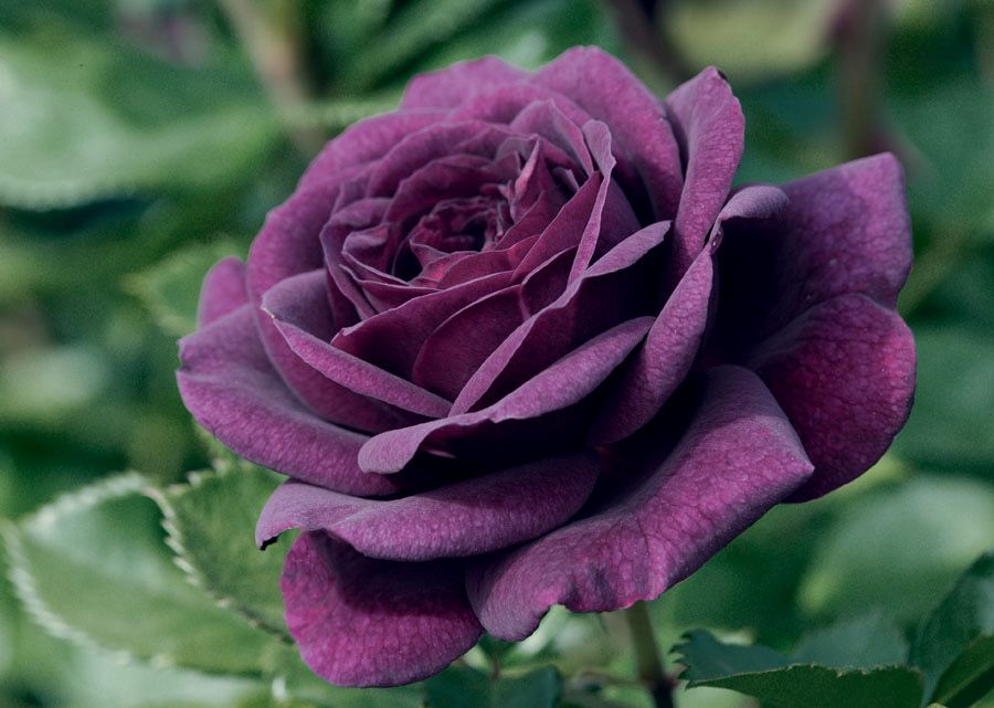 Carruth Rose “Ebb Tide” Grade 1, Bare Root, On Multiflora Rootstock