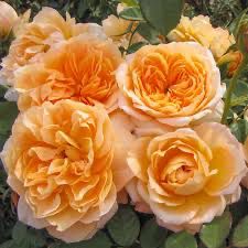 Carruth Rose “Forever Amber” Grade 1, Bare Root, On Multiflora Rootstock