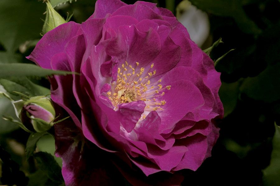 Carruth Rose “Wild Blue Yonder” Grade 1, Bare Root, On Multiflora Rootstock