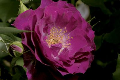 Carruth Rose “Wild Blue Yonder” Grade 1, Bare Root, On Multiflora Rootstock Carruth Rose “Wild Blue Yonder” Grade 1, Bare Root, On Multiflora Rootstock