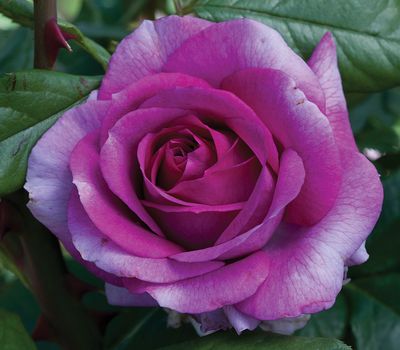 Carruth Rose “Perfume Factory” Grade 1, Bare Root, Carruth Rose “Perfume Factory” Grade 1, Bare Root,