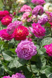Carruth Rose “Outta The Blue” Grade 1, Bare Root, Multiflora Rootstock