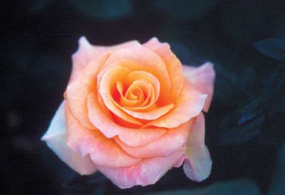 Gareth Fryer-UK Rose “Day Breaker” Grade 1, Bare Root, On Multiflora Rootstock Gareth Fryer-UK Rose “Day Breaker” Grade 1, Bare Root, On Multiflora Rootstock
