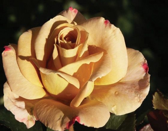 Rose “Honey Dijon” Grade 1, Bare Root, On Multiflora Rootstock
