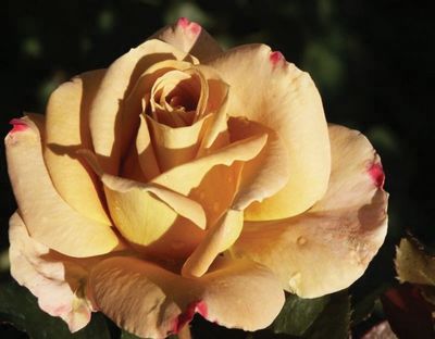 In Stock Rose “Honey Dijon” 5 Gallon Potted, On Multiflora Rootstock