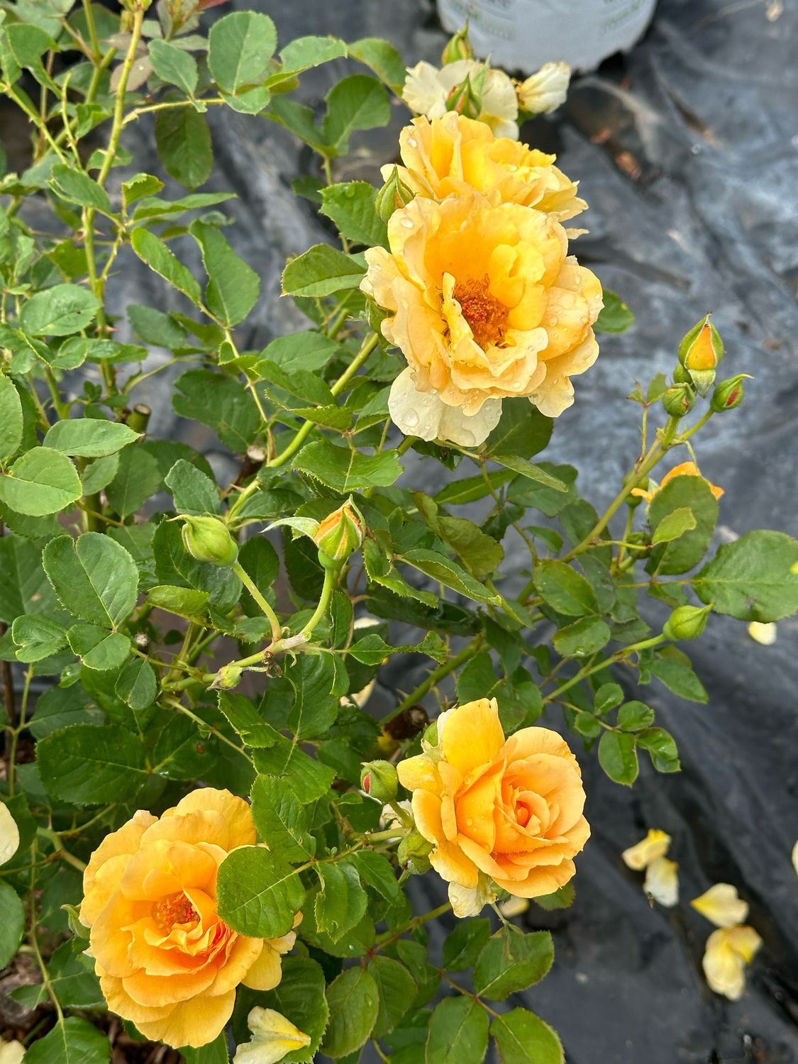 Zary Rose “Honey Perfume” Grade 1, Bare Root, On Multiflora Rootstock
