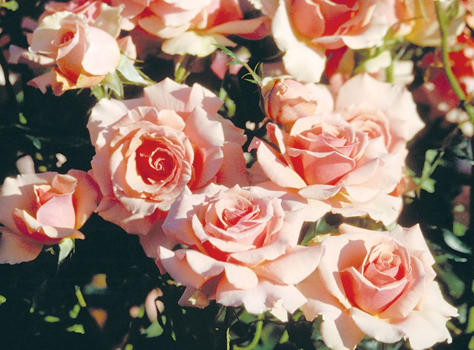 Warriner Rose “Tornament Of Roses” Grade 1, Bare Root, On Multiflora Rootstock