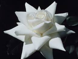 Mander Rose “Canadian White Star” Grade 1, Bare Root, On Multiflora Rootstock