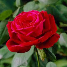 Weeks Rose “Mr. Lincoln” Grade 1, Bare Root, On Multiflora Rootstock
