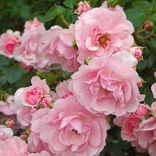 Meilland Rose “Bonica” Grade 1, Bare Root, On Multiflora Rootstock