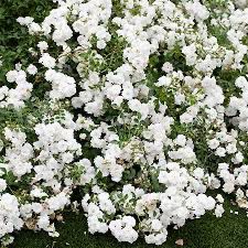 Rose “White Drift” Grade 1 Potted Or Bare Root 5 Gallon