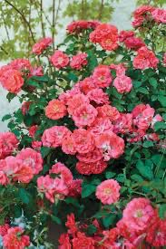 Meilland Rose “Coral Drift” Grade 1, Potted Or Bare Root 5 Gallon.