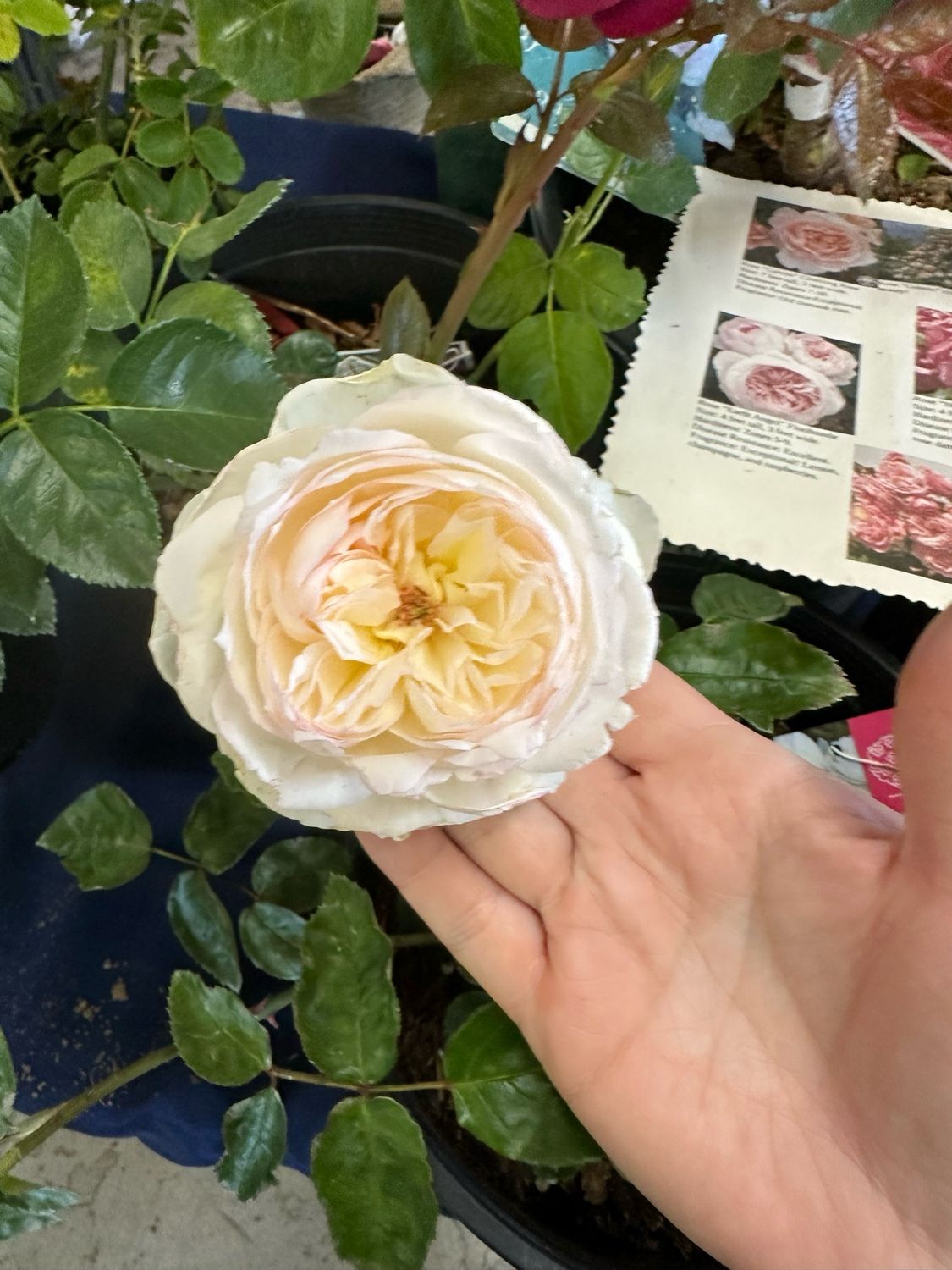 Meilland Rose “Bolero” Grade 1, Bare Root, On Multiflora Rootstock