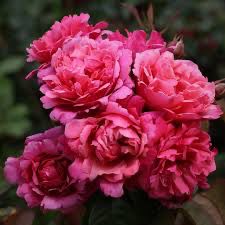 Meilland Rose “Sweet Rose de Provence”aka “Dee-Lish. Grade 1, Bare Root, On Multiflora Rootstock