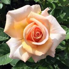 Jalbert Rose “Devotion” Grade 1, Bare Root, On Multiflora Rootstock