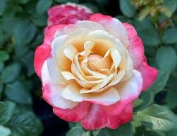 Jalbert Rose “Anne Marie” Grade 1, Bare Root, On Multiflora Rootstock Jalbert Rose “Anne Marie” Grade 1, Bare Root, On Multiflora Rootstock