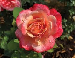 Jalbert Rose “Anne Marie” Grade 1, Bare Root, On Multiflora Rootstock