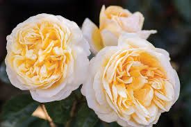Meilland Rose “Moonlight Romantica” Grade 1, Bare Root, Multiflora Rootstock