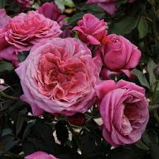 Rose “Queen Of Elegance” Grade 1, Bare Root, On Multiflora Rootstock