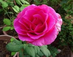 Rose “Gentle Giant” Grade 1, Bare Root, On Multiflora Rootstock