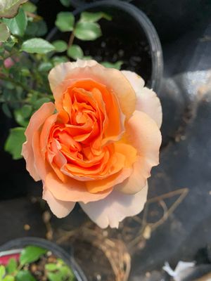 Kordes Rose “Soul Sister” Grade 1, Bare Root, On Multiflora Rootstock