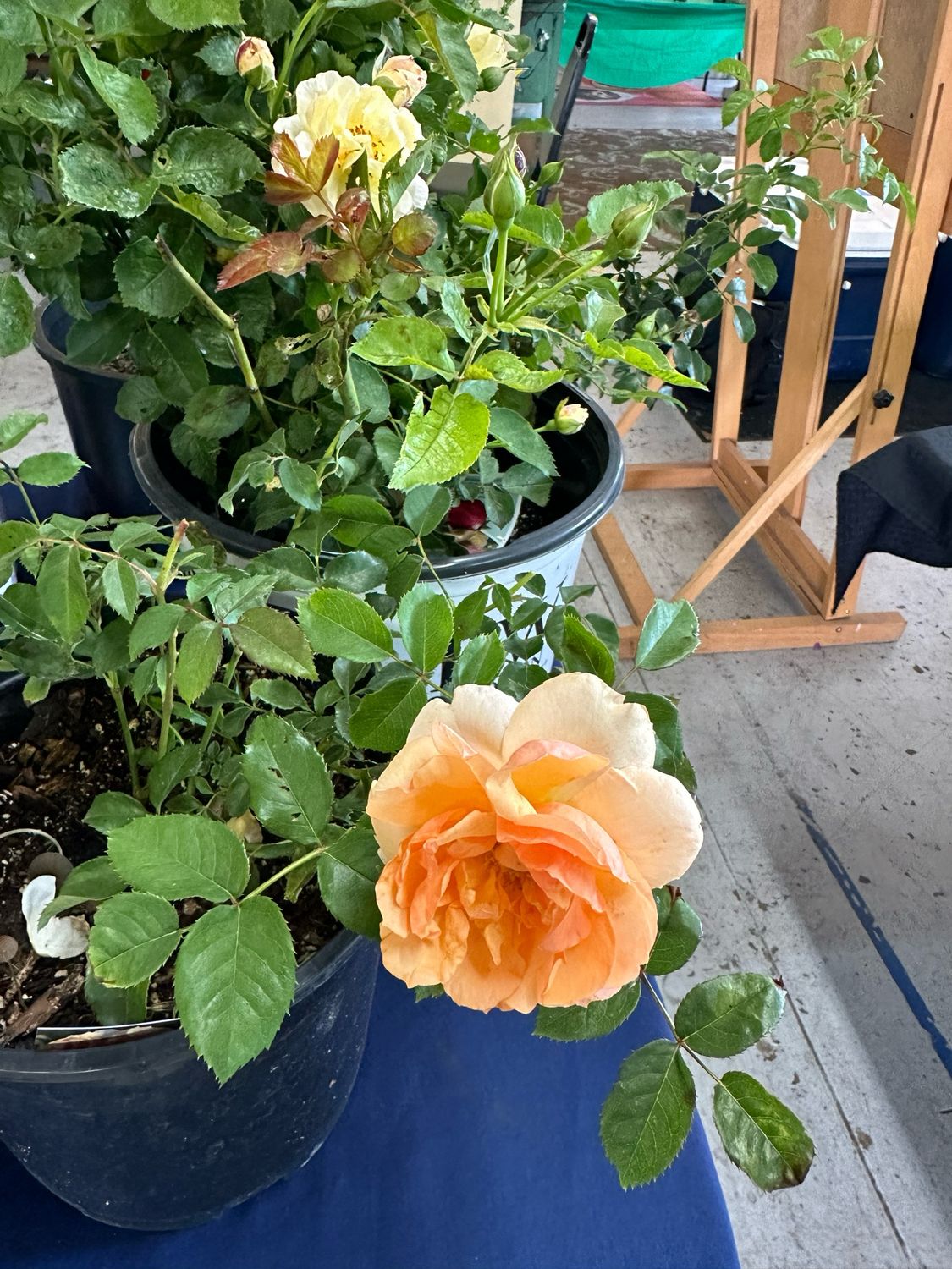 Kordes Rose “Soul Sister” Grade 1, Bare Root, On Multiflora Rootstock