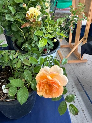 Kordes Rose “Soul Sister” Grade 1, Bare Root, On Multiflora Rootstock Kordes Rose “Soul Sister” Grade 1, Bare Root, On Multiflora Rootstock