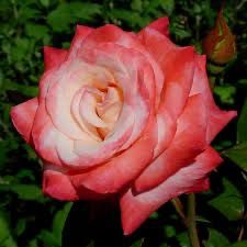 Zary Rose “Gemini” Grade 1, Bare Root, On Multiflora Rootstock