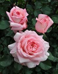 Kordes Rose “Sunbelt Savannah” Grade 1, Bare Root, On Multiflora Rootstock