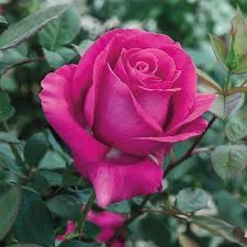 U.K Gareth Fryer Rose “All My Loving” Grade 1, Bare Root Rose, On Multiflora Rootstock