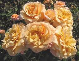 Bedard Rose “Morning Glow” Grade 1, Bare Root, On Multiflora Rootstock