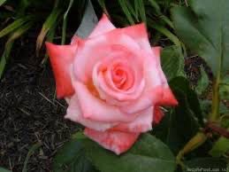 Twomey Rose “Sheer Elegance” Grade 1, Bare Root, On Multiflora Rootstock