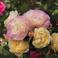 Carruth Rose “Life Of The Party” Grade 1, Bare Root, On Multiflora Rootstock