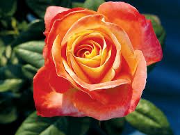 Kordes Rose “City Of Welland” Grade 1, Bare Root, On Multiflora Rootstock
