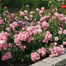 Kordes Rose “Home And Garden” Grade 1, Bare Root, On Multiflora Rootstock