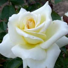 Meilland Rose “Caroline De Monoco” Grade 1, Bare Root, Multiflora Rootstock