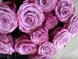 U.K Gareth Fryer Rose “Moody Blue” Grade 1, Bare Root, On Multiflora Rootstock