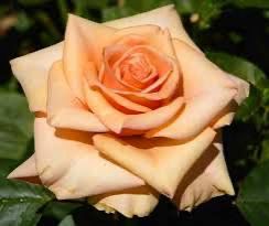Carruth Rose “Marilyn Monroe” Grade 1, Bare Root, On Multiflora Rootstock