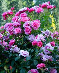 U.K Gareth Fryer Rose “Belle Danielle” Grade 1, Bare Root, On Multiflora Rootstock