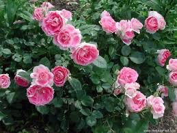 Meilland Rose “Carefree Wonder” Grade 1, Bare Root, On Multiflora Rootstock