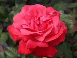 Rose “Galway Bay Climbing Rose” Grade 1, Bare Root, On Multiflora Rootstock