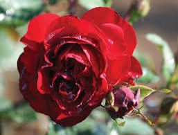 Bakker Rose “AC Navy Lady” Grade 1, Bare Root Rose, On Multiflora Rootstock