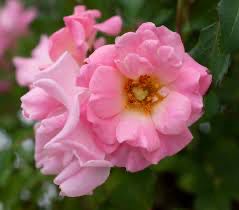 Meilland Rose “Blush Drift Rose” Grade 1, Bare Root, On Multiflora Rootstock